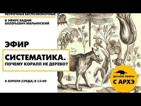 Видео: Детский эфир "Систематика. Почему коралл не дерево?" в рамках рубрики "Неурочные беспозвоночные"