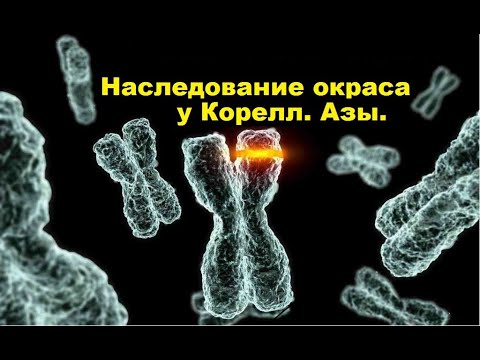 Видео: TimPtitZ: Наследование окраса у Корелл