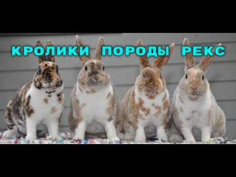 Видео: Кролики породы "Рекс", описание породы.