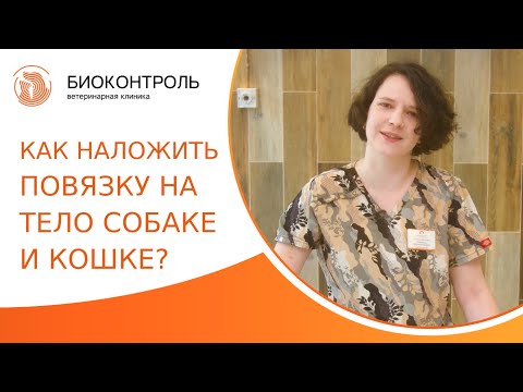 Видео: 🐶 Как правильно накладывать повязку на тело собаке и кошке? Как накладывать повязку собаке и кошке.