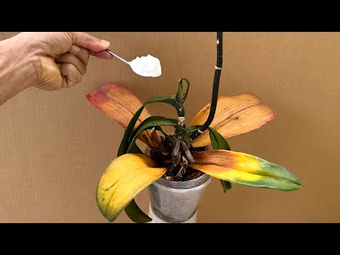 Видео: Посыпьте 1 ложкой! Орхидеи сразу же вырастут из корней и будут цвести круглый год.