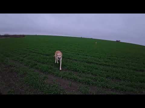 Видео: Охота на зайца с русскими гончими 2025 26г №3