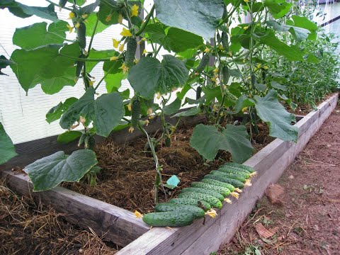 Видео: Эффективный способ выращивания огурцов в парнике.