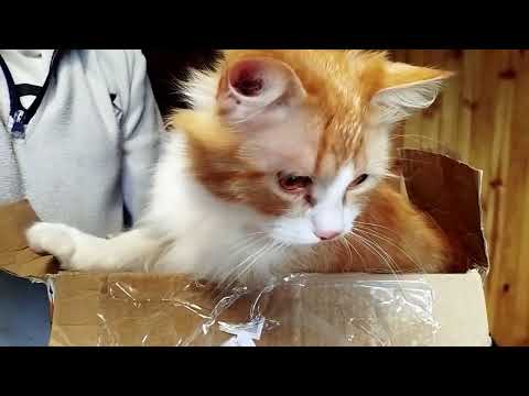 Видео: Мій котик Маркус- ніжні моменти життя😸