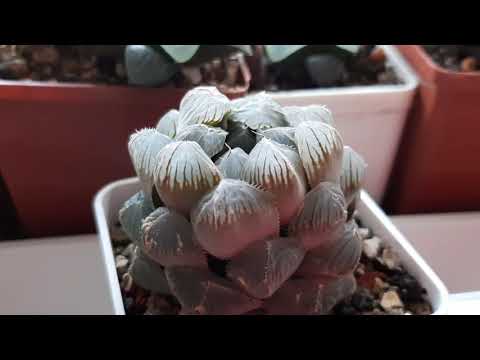 Видео: Паутинный клещ на суккулентах.Обработка и профилактика.