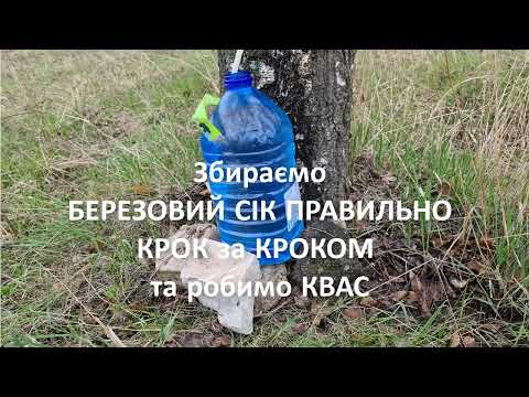 Видео: Збираємо БЕРЕЗОВИЙ СІК ПРАВИЛЬНО КРОК за КРОКОМ та робимо КВАС