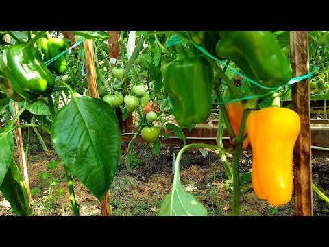 Видео: Перец в июне уже спеет Как часто подкармливаю и чем Вершинная гниль  Формировка - отвечаю на вопросы