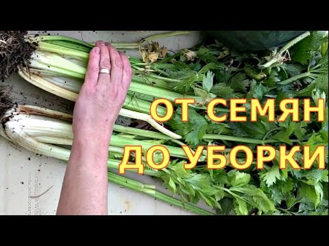 Видео: ЧЕРЕШКОВЫЙ СЕЛЬДЕРЕЙ. Когда сеять, как выращивать? Шпинат, салат, укроп, кинза.