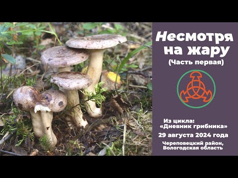 Видео: Несмотря на жару! Часть первая. Дневник грибника 29 августа 2024 года.