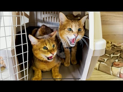 Видео: Сестрички Чаузи переехали к сервалу😺 Банда снова вместе🙃