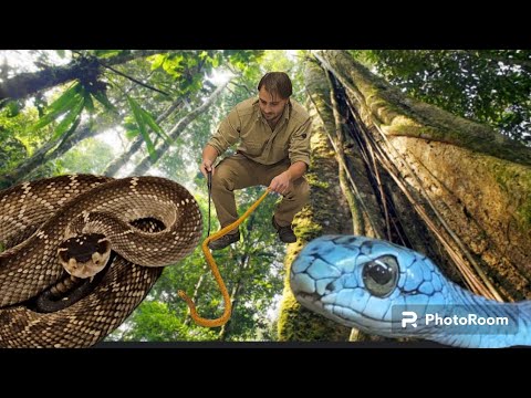 Видео: Разходка из кафе терариум Варна