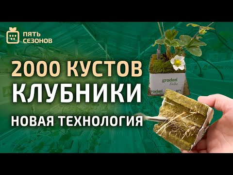 Видео: КЛУБНИЧНАЯ ФЕРМА НА 2000 КУСТОВ