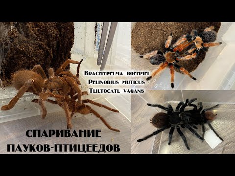 Видео: Спаривание редких и не очень пауков-птицеедов