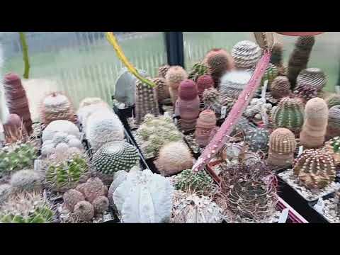 Видео: Ответы по уходу за кактусами.Новые листья литопсов.