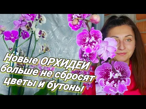 Видео: У Новой ОРХИДЕИ вянут ЦВЕТЫ и БУТОНЫ, КАК такое НЕ ДОПУСТИТЬ