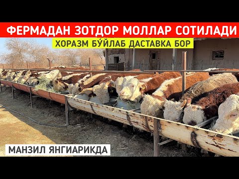 Видео: ФЕРМАДАН ЗОТДОР МОЛЛАР СОТИЛАДИ МАНЗИЛ ЯНГИАРИКДА ХОРАЗМ БУ́ЙЛАБ ДАСТАВКА !!! ХОРАЗМ БОЗОР 
