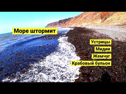 Видео: Шторм, устрицы, жемчуг и крабовый бульон // СУБТИТРЫ