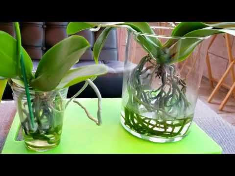 Видео: Что нужно знать, прежде чем попробовать метод выращивания орхидей в воде.