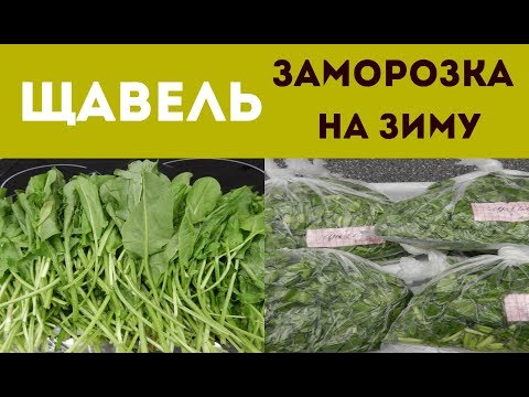 Видео: КАК ПРАВИЛЬНО ЗАМОРОЗИТЬ ЩАВЕЛЬ НА ЗИМУ