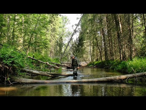 Видео: Исследую новые места на хариусной речке #524