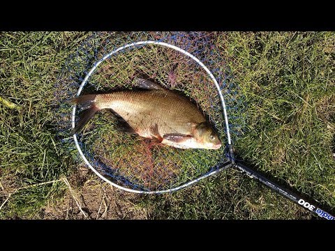 Видео: Лещ на фидер! Перловка -рабочая насадка ,на белую рыбу.