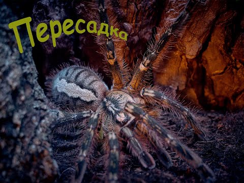 Видео: Пересадка токсичного птицееда Пецилотерия Металлика