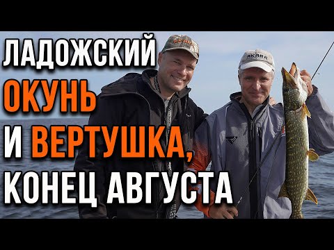 Видео: Ладожский окунь и вертушка, конец августа.