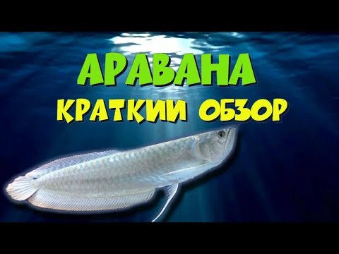 Видео: Аравана серебристая - краткий обзор