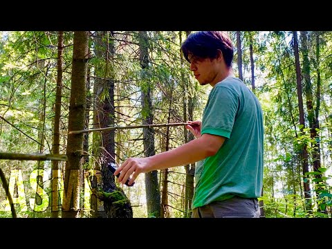 Видео: АСМР МУРАШКИ В ЛЕСУ