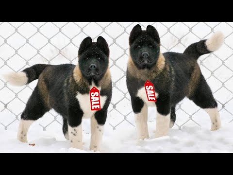 Видео: Самые Дорогие Породы Собак в Мире