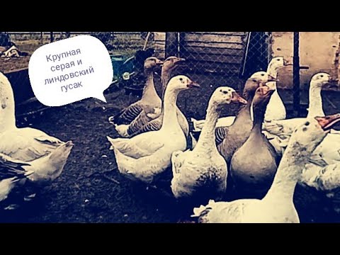Видео: Забой гусей в 7 месяцев. Сколько потратил на корм и с чего началось гусеводство.