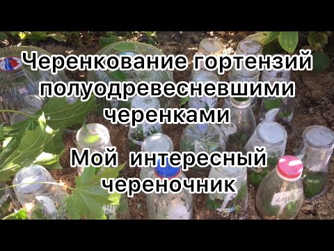 Видео: ЧЕРЕНКОВАНИЕ ГОРТЕНЗИЙ ПОЛУОДРЕВЕСНЕВШИМИ черенками. Интересный череночник.