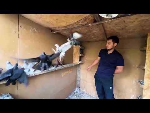 Видео: Махаббат пен көгершін 2 бөлім