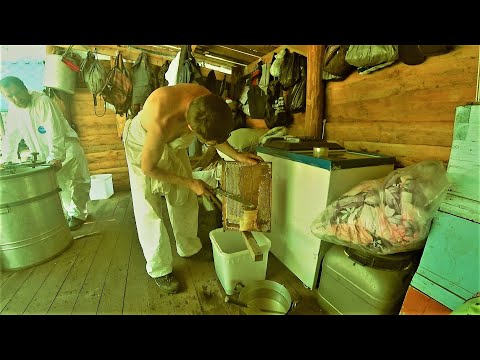 Видео: САМАЯ ГОРЯЧАЯ ПОРА В ТАЙГЕ НА ПАСЕКЕ. ГЛАВНЫЙ ВЗЯТОК. ЛИПА ЦВЕТЕТ ОЧЕНЬ ХОРОШО.