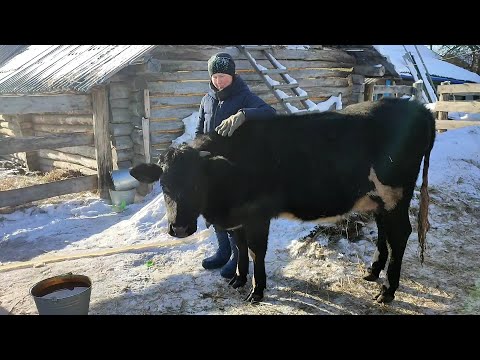 Видео: Отелилась мини корова. #деревенскаяжизнь #жизньвдеревне #деревенскийканал #лпх