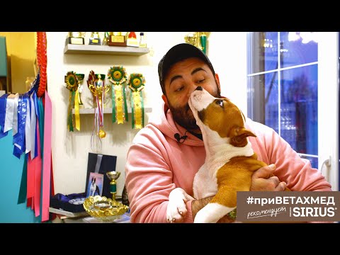 Видео: Секреты породы. Как вырастить амстаффа // #ПриВЕТАхмед