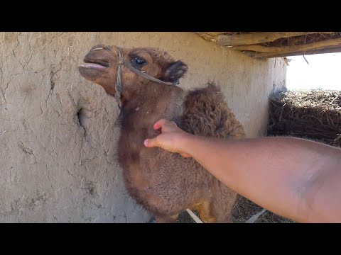 Видео: Каждому Узбеку  стоит попробовать ! Алатская самса! Бухара! Граница с Туркменистаном!Ош Софи!