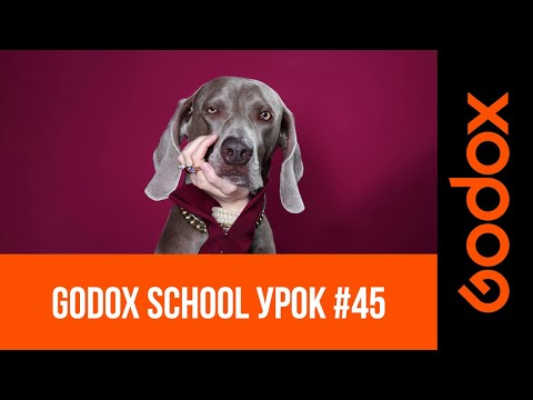 Видео: Godox School #45: Как получить эффектный портрет питомца? Видеоурок от Игоря Сахарова
