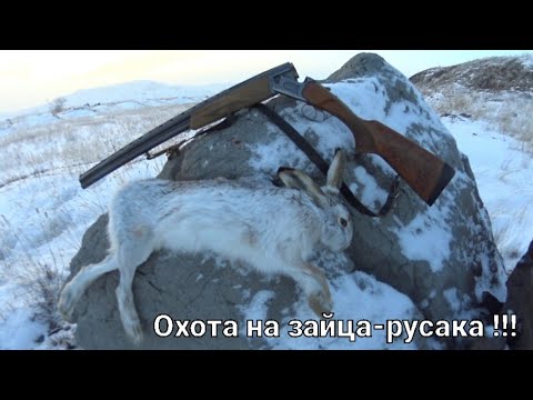 Видео: #Охота на зайца-русака."И ещё раз с полем"...