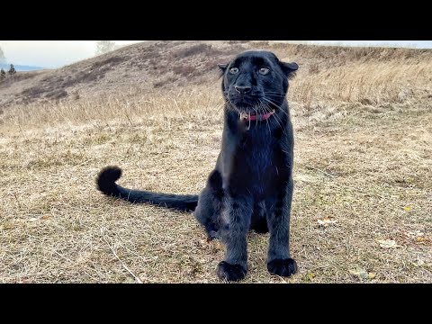 Видео: Пантера Луна по следам невиданных зверей 🐾🦌