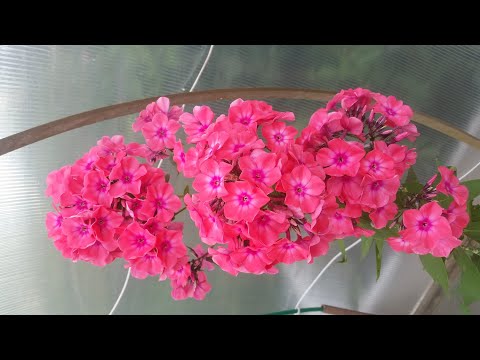 Видео: Секреты  быстрого размножения флоксов.