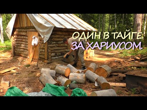 Видео: ЖИВУ ОДИН В ОБНОВЛЕННОЙ ИЗБЕ. НАШЕЛ СТАРУЮ ВЕЩИЦУ. РЫБАЛКА НА ХАРИУСА.