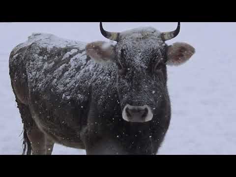 Видео: Зимнее содержание КРС