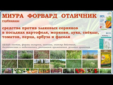Видео: Миура, Форвард и Отличник - гербициды для обработки картофеля, томатов, моркови от злаковых сорняков