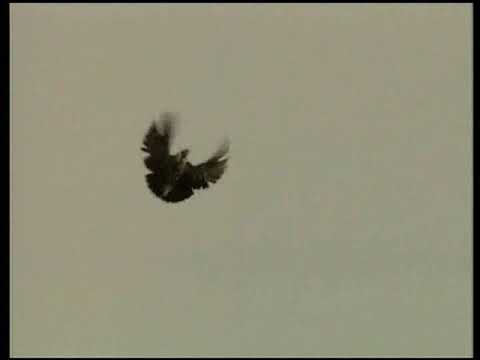 Видео: Анжелика Агурбаж Николаевских стая