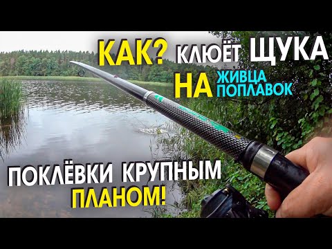 Видео: Поехал за СУДАКОМ а наловил ЩУК. Ловля ЩУКИ на живца в конце лета. КАК ЛОВИТЬ ЩУКУ \ Līdaku cope