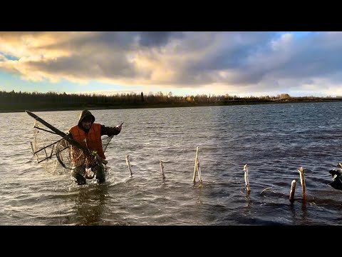 Видео: Как поставить фитиль осенью. И сразу улов. Рыбалка на севере.