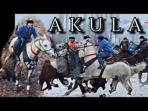 Видео: Азияга атагы чыккан Акула 🦈