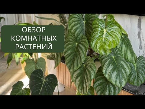 Видео: Обзор комнатных растений для ТВ