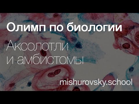 Видео: Аксолотли и амбистомы | Олимпиадная биология